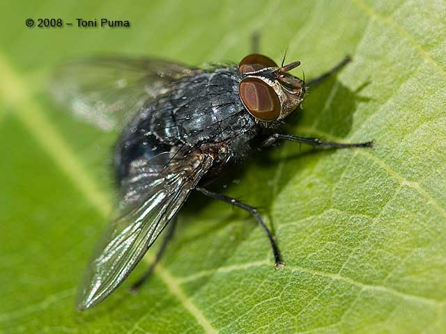 Calliphora vicina M. (Calliphoridae)